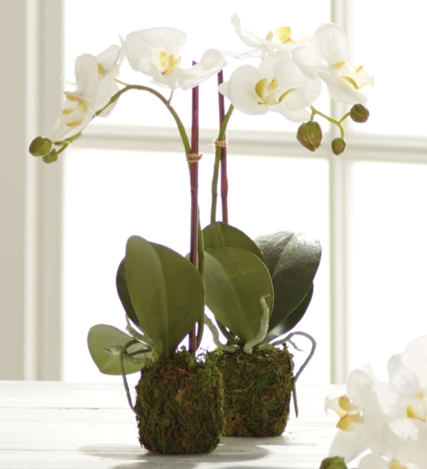White Phalaenopsis Drop-In - dolly mama boutique